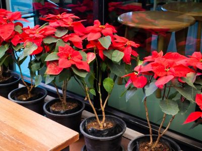 Several potted poinsettias pruned to look like trees
