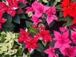 Many poinsettias in shades of red pink and white