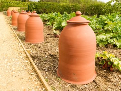 A row of terra cotta rhubarb forcing jars in a garden
