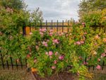 Pink climbing roses growing along a black metal fence