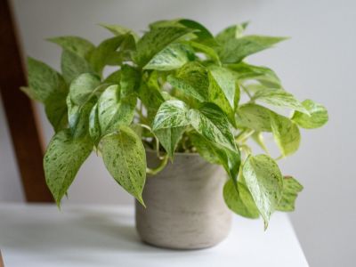 A potted variegated pothos plant on a white table