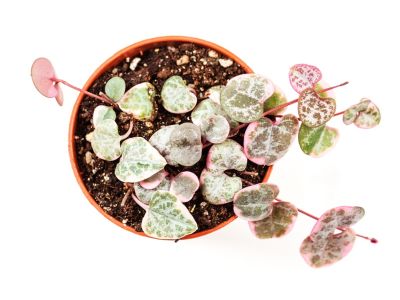 A pink, green, and white variegated string of hearts plant in a pot