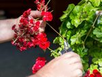 A gardener uses shears to cut red flowers off a geranium plant