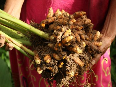 A gardener holds a big clump of turmeric roots covered in soil