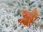 An orange maple leaf rests on the frosted grass
