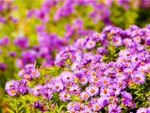 Many blooming purple asters