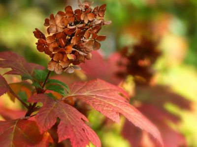 Brown red oakleaf hydrangea flowers and deep red leaves