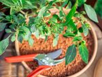 A top down view of potted pepper plant and pruning shears