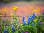 Yellow and blue flowers blooming in front of a barbed wire fence