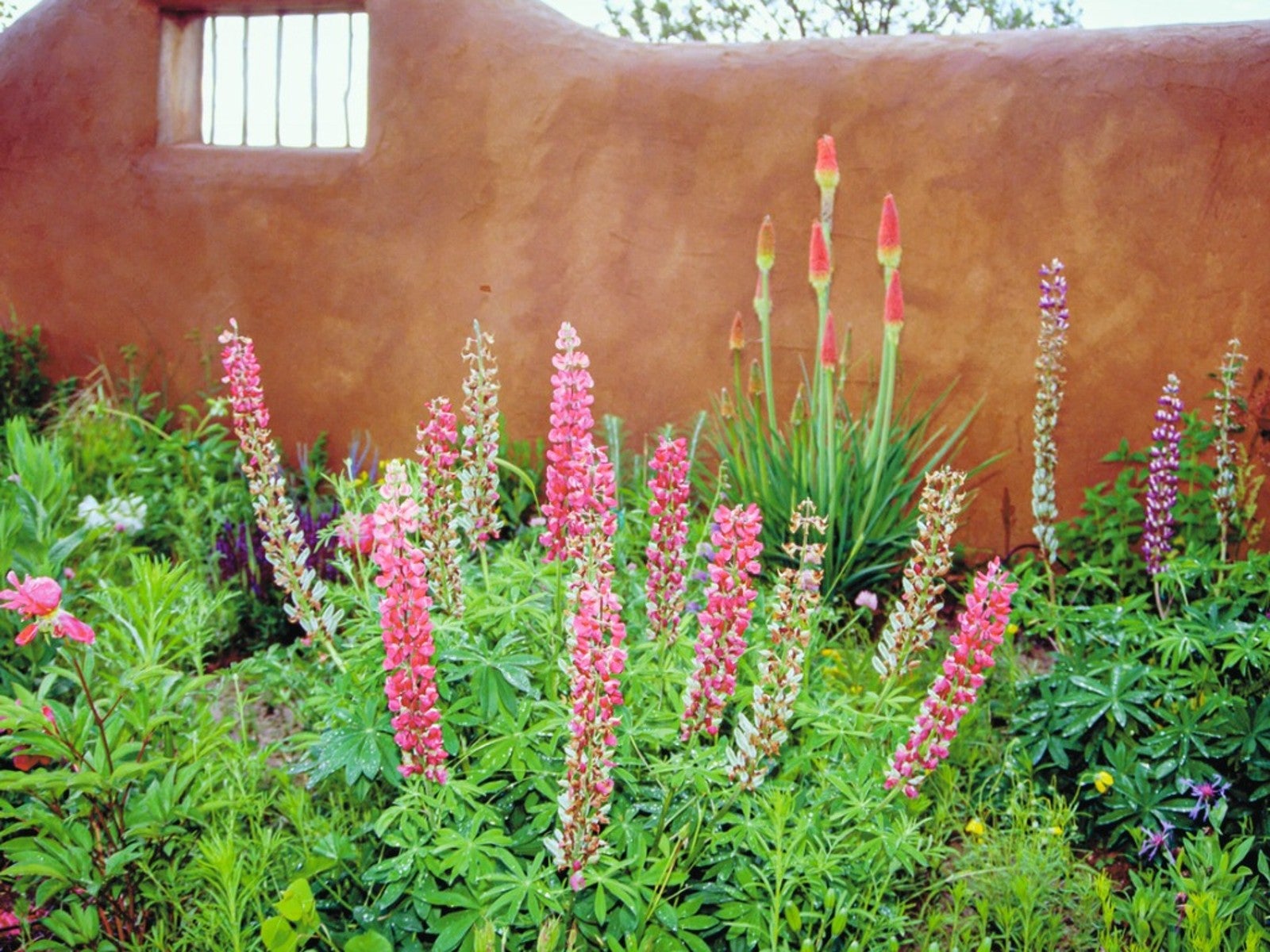Lupine flowers growing in front of an adobe wall