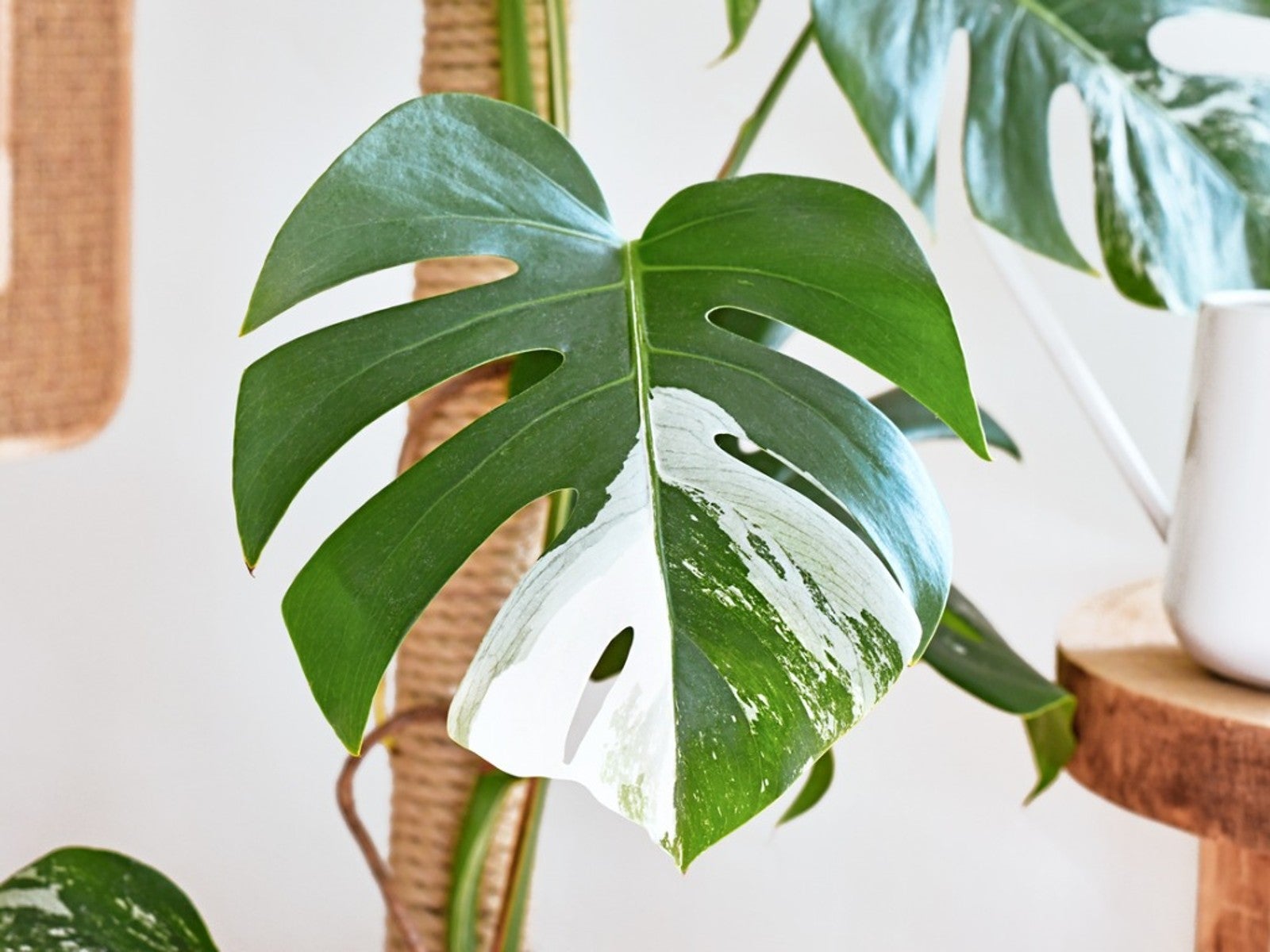 The white and green leaf of a variegated monstera houseplant