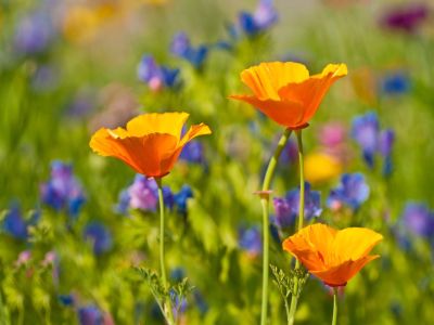 California poppies blooming in a field