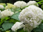 A cluster of white hydrangea flowers in the foreground, with several more in the background
