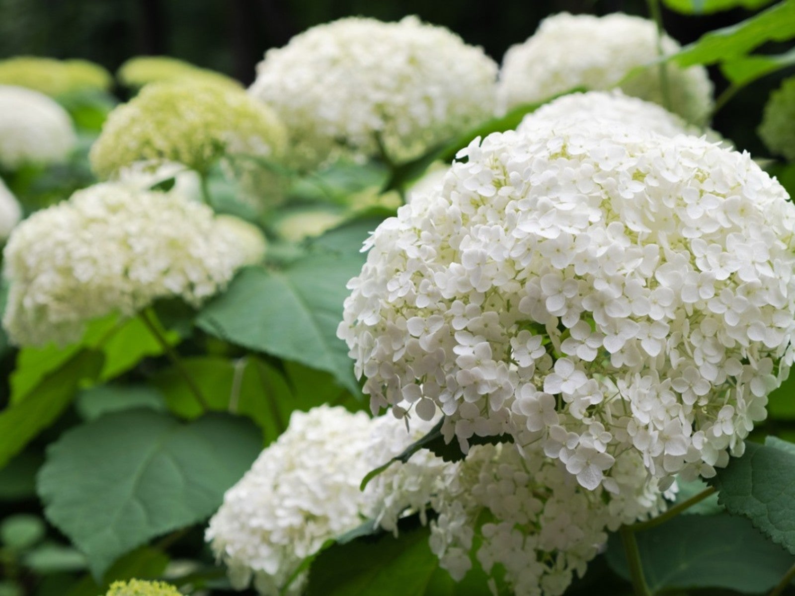 white hydrangea varieties – tips for growing white hydrangeas