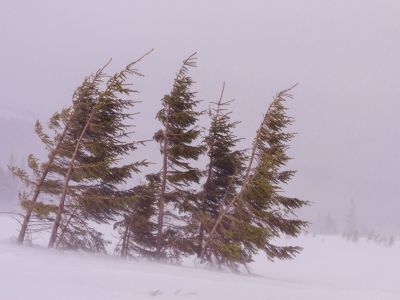 Five evergreen trees in a snowy field bend in the wind