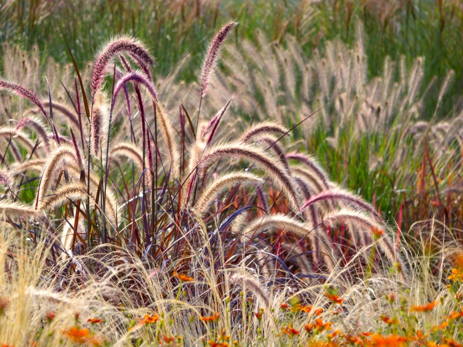 Several ornamental grasses in the sunshine