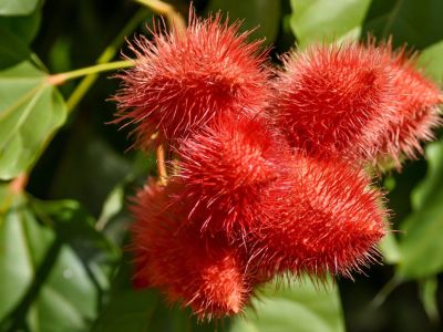 Close up of several spiky red fruits of an achiote tree