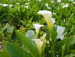 Many white calla lily flowers blooming in a garden
