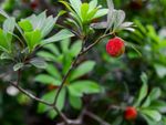 Multiple green and red fruits grow on a Chinese bayberry plant