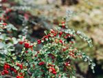 Close up of several branches of a cranberry cotoneaster shrub with bright red berries