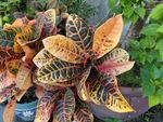 A large croton plant in a pot with leaves that are orange and green
