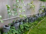Many cucumber vines growing from gray bags up a concrete wall