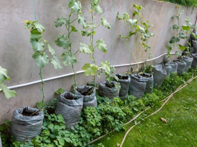 Many cucumber vines growing from gray bags up a concrete wall