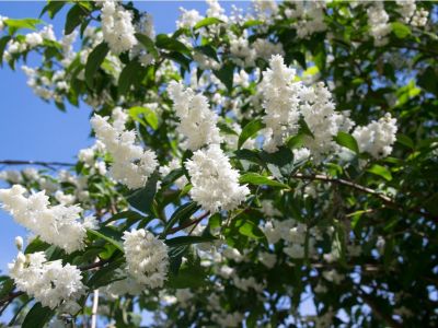 Bright white deutzia flowers growing on a tree against a blue sky