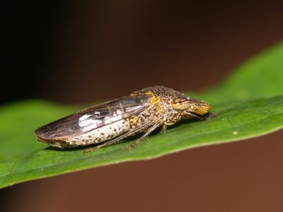 Close up of a glassy winged sharpshooter pest on a leaf