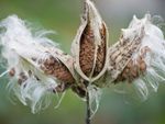 Three milkweed seed pods that have broken open and are beginning to spread seeds