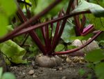 Close up of a beet growing in a garden