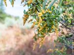 Spikes of yellow flowers on a New Mexican olive tree