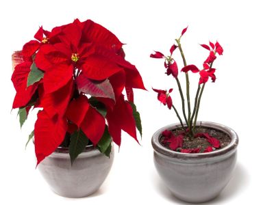 Two potted poinsettias next to each other. One is full and healthy and the other is missing most of its leaves