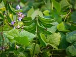 Several seed pods and flowers growing on a hyacinth bean plant