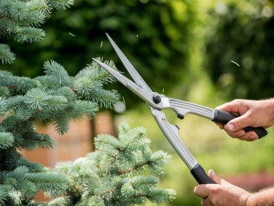 A gardener prunes a Christmas tree with a set of pruning shears