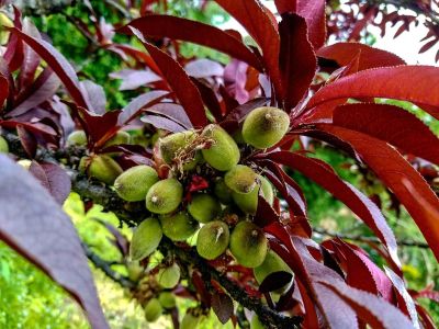 Many green fruits growing under the spiky, deep red leaves of a purple leaf peach tree