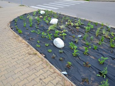 Many small plants growing up through black plastic sheeting in a garden bed in a sidewalk