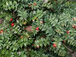 Many leaves of ruscus plant growing with bright red berries