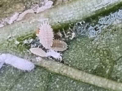 Soft scale pests on the underside of a leaf