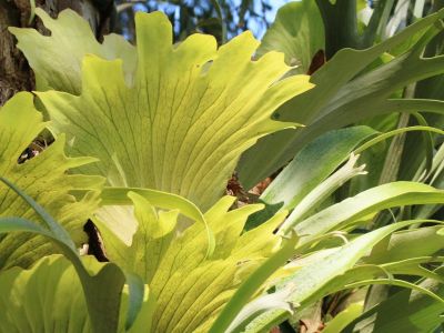 A staghorn fern with many green and yellow leaves