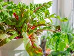 Swiss chard growing in a white pot on a sunny windowsill
