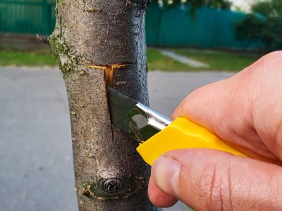 A gardener carefully peels back the bark on a tree truck with a knife to begin a graft