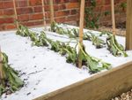 Rows of plants in a raised bed are wilted and surrounded by snow due to frost damage