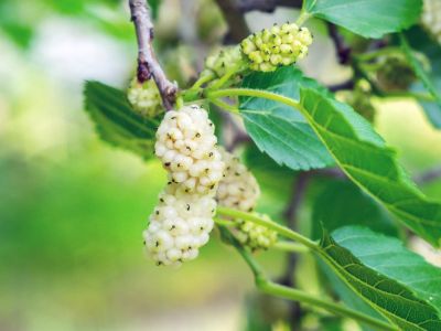 Close up of ripe and unripe white mulberries growing on a tree