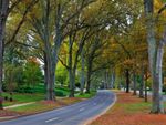 A curving street lined with tall willow oak trees beginning to lose their leaves in autumn