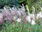 Many tufted plumes of Chinese silver grass growing outdoors