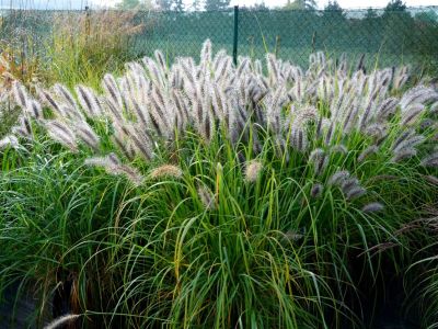 A very large clump of tufted ornamental grass