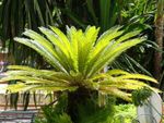 A sago palm growing an urban area