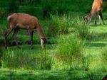Two deer grazing in the grass