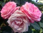 Three large pink roses blooming on a rose bush